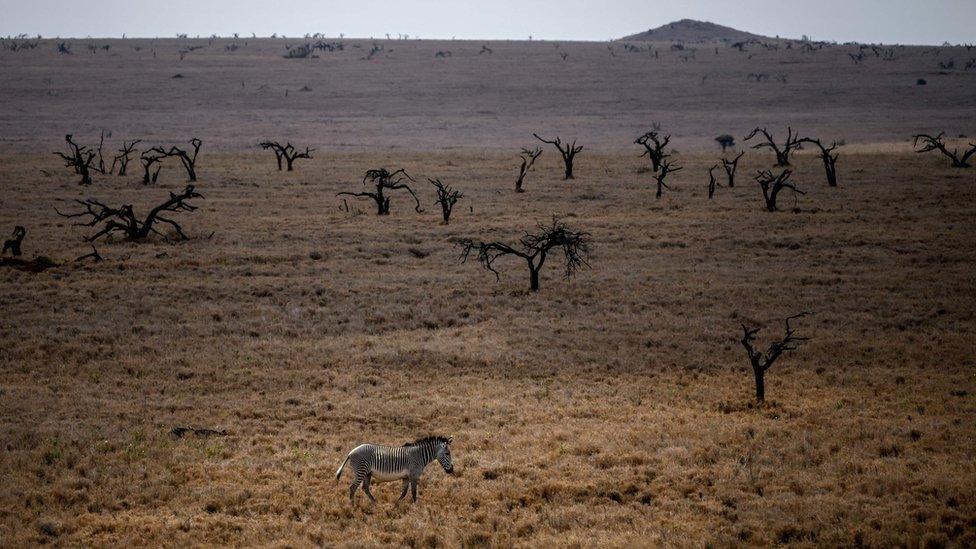 Zebra in Kenya