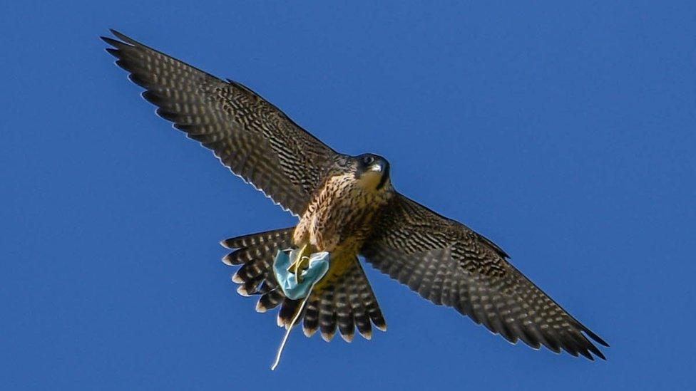 Peregrine falcon with mask caught in talons