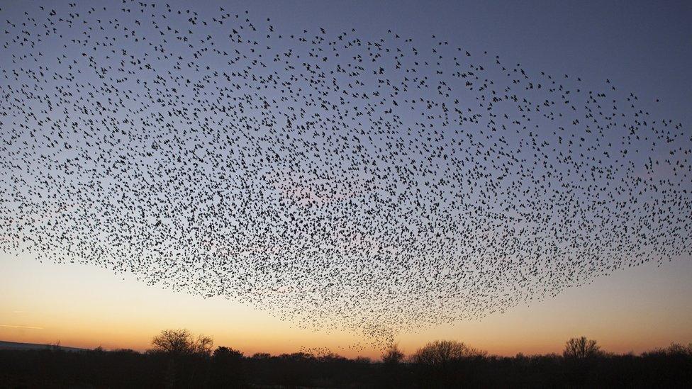 Starling murmuration