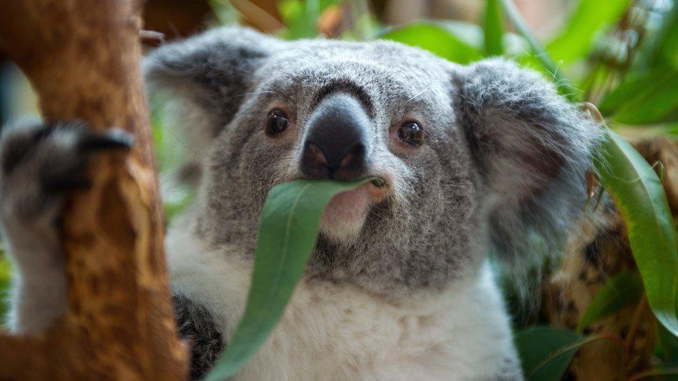 koala