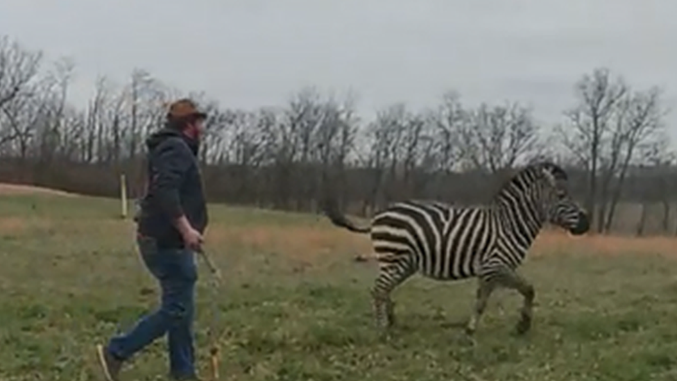 Deputies surround a zebra.