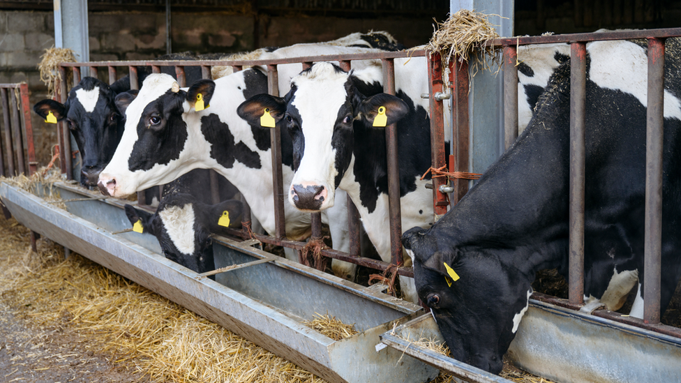 Holstein cows