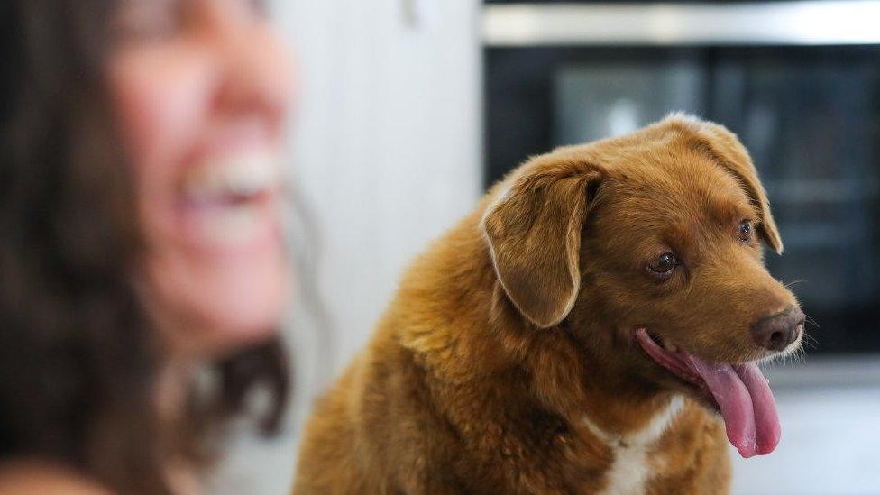 Bobi, the world's oldest dog