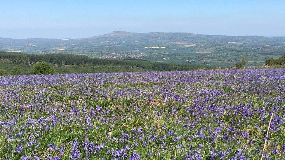 Carpet of bluebells