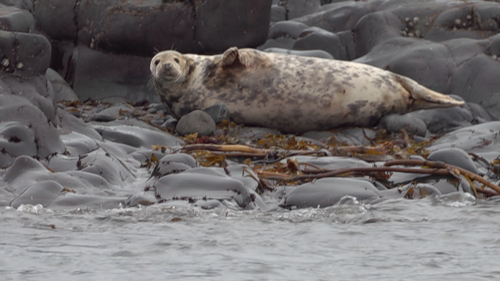 Grey Seal