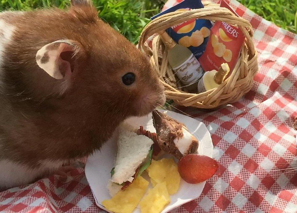 Hamster having picnic