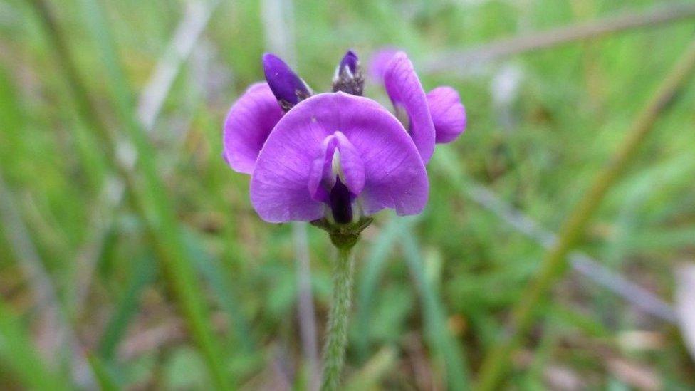 australian-clover-glycine-flower.