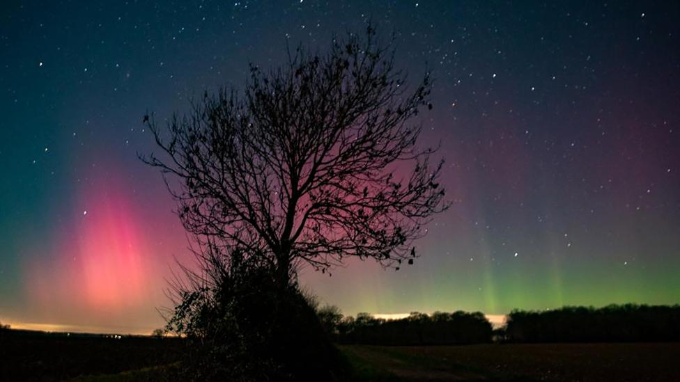 Silhouette of tree under the northern lights in Haverhill, Suffolk