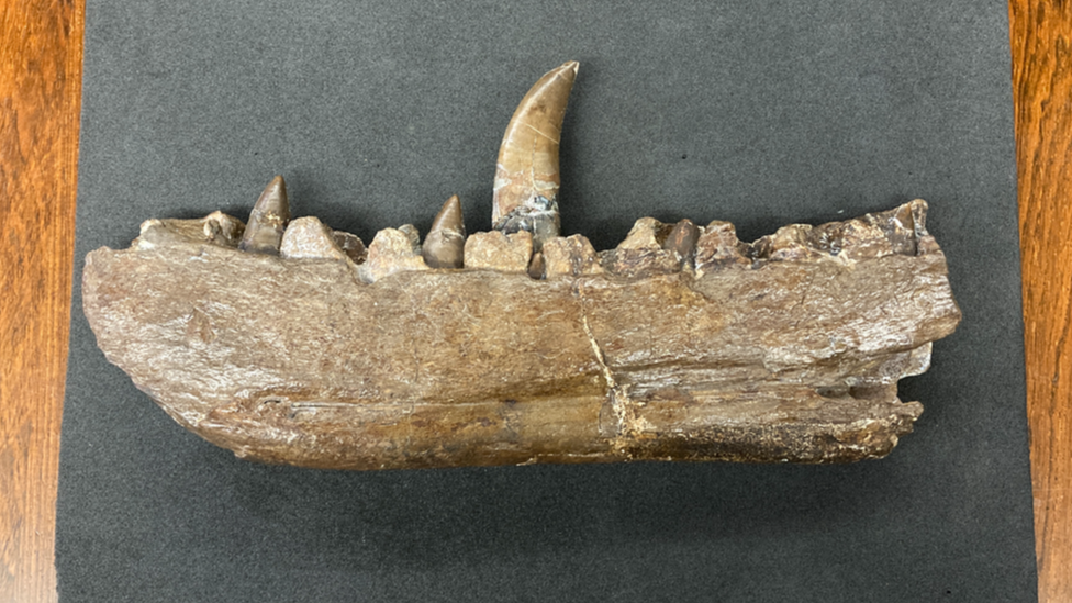 Lower-right jaw fragment of Megalosaurus