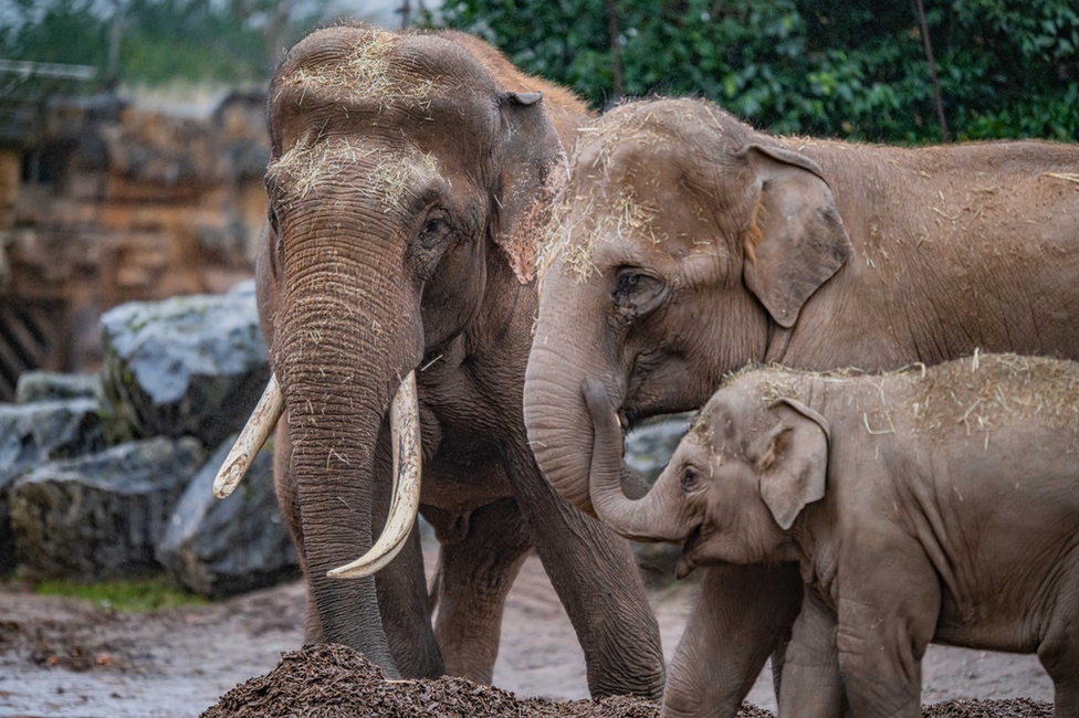 Asian elephants at Chester Zoo