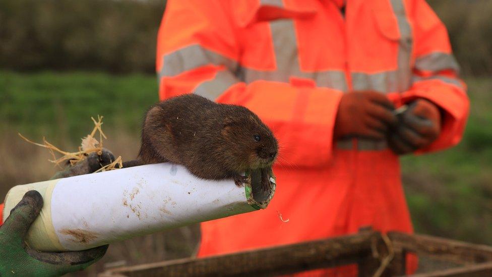 A water vole on a perch over its pen