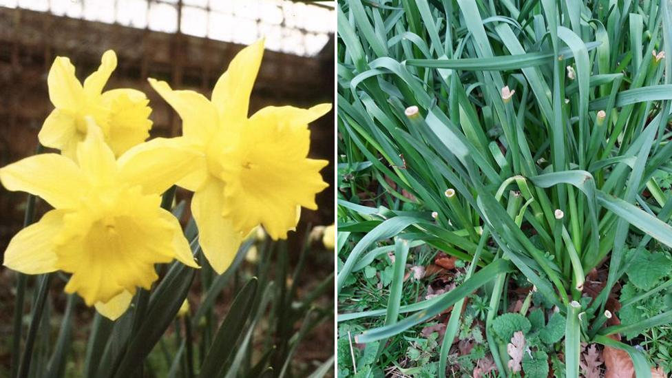 Daffodils on right; flowerless plants on right