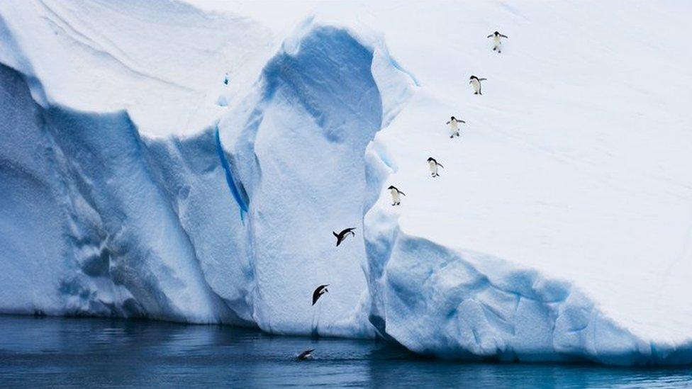 Adélie penguins