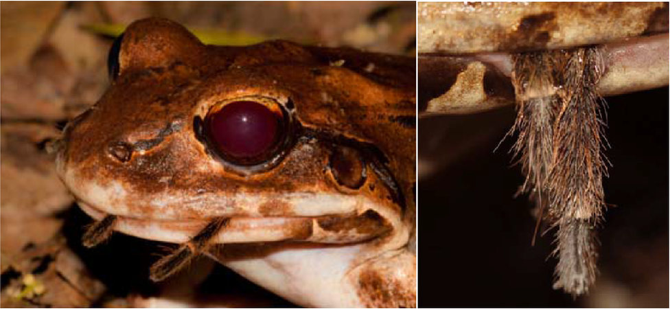 frog eating tarantula