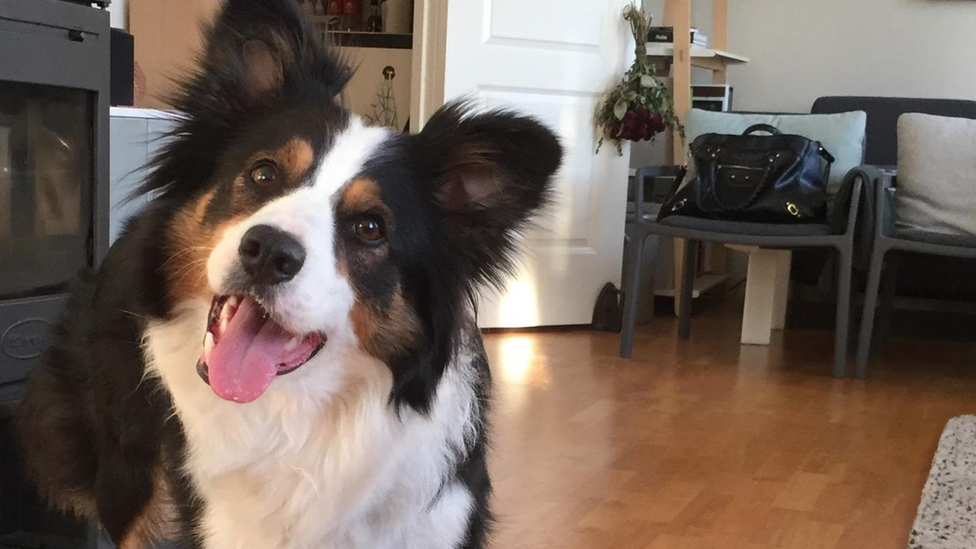 Whisky, the Border Collie who took part in the study