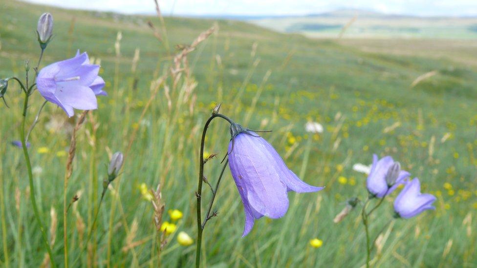 Harebells in a field