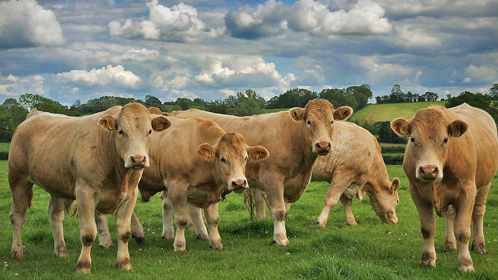 Cattle in northern ireland