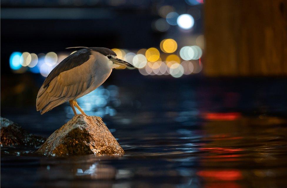 A black-crowned night-heron perches on a rock in a harbour in an urban area