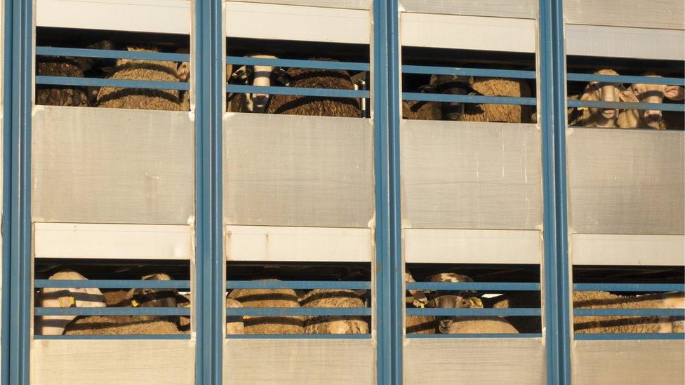 sheep in lorry