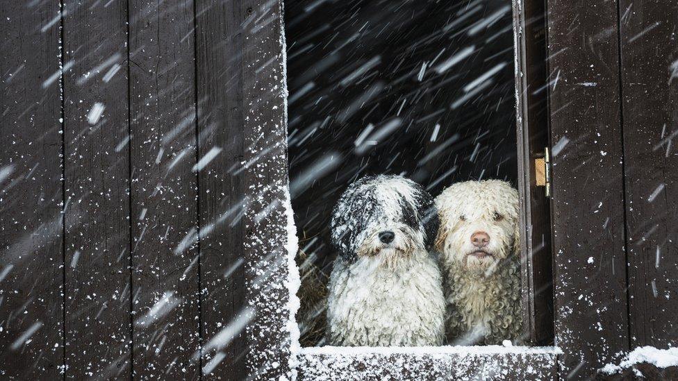 dogs sheltering in a barn during snow