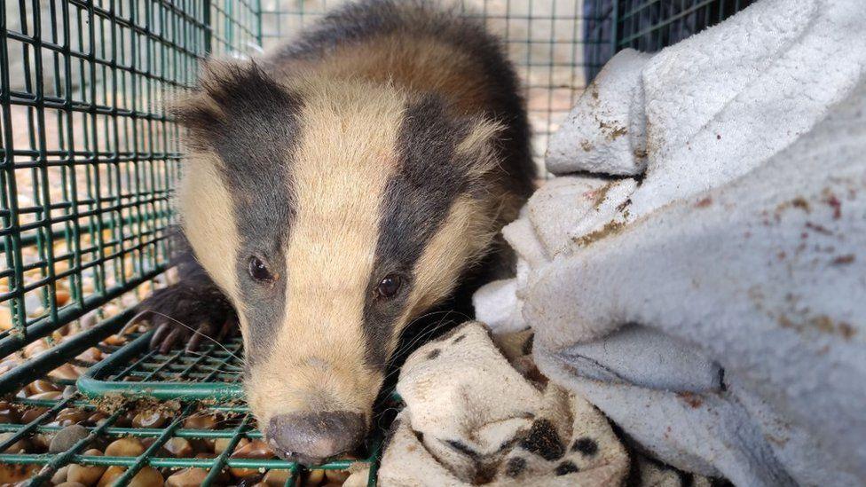 Badger in a green cage standing on small stone with blankets - the badger is facing the camera.