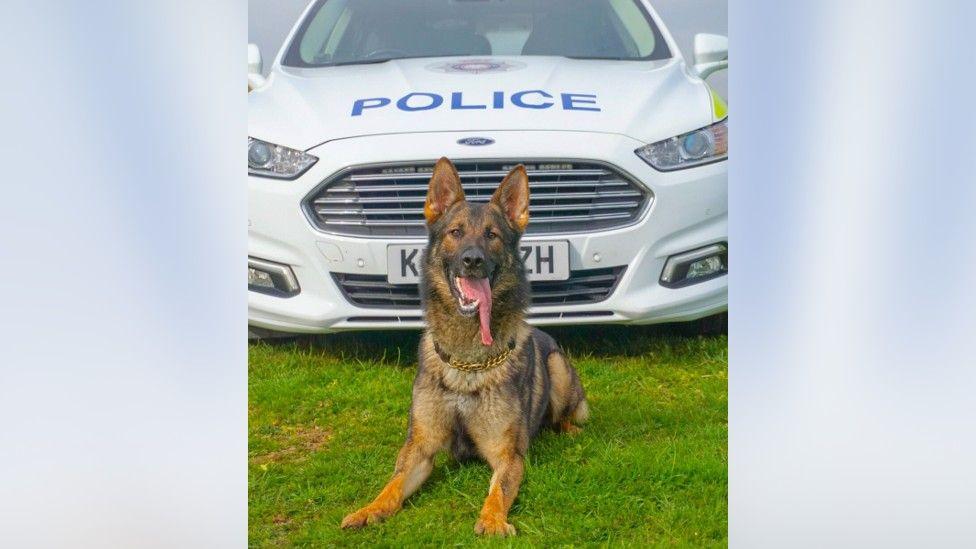 Police dog Gru, sat in front of a police car