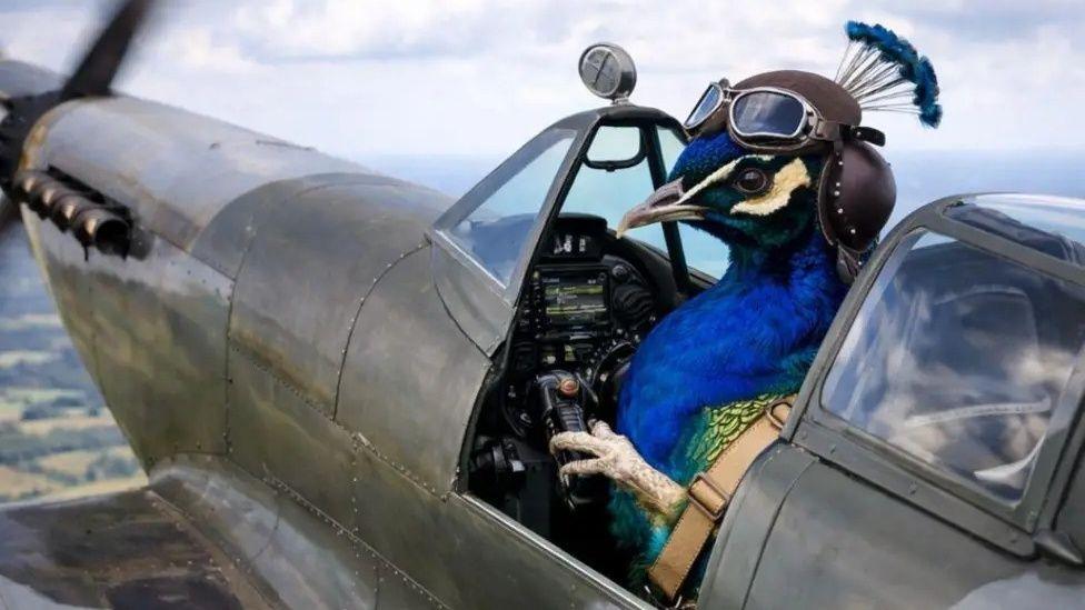A computer generated image of Dave the peacock flying a plane