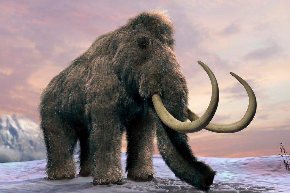 The woolly mammoth (Mammuthus primigenius), or tundra mammoth