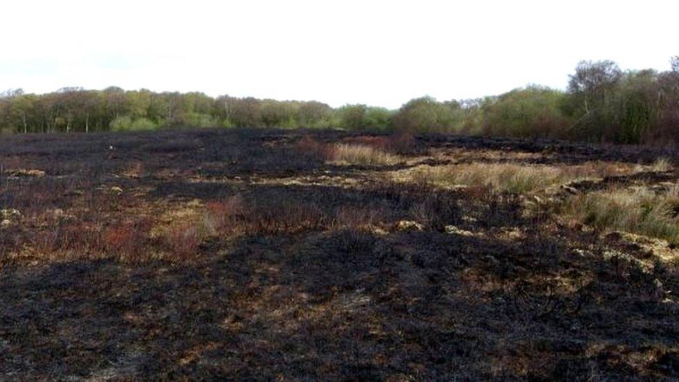 Heysham Moss