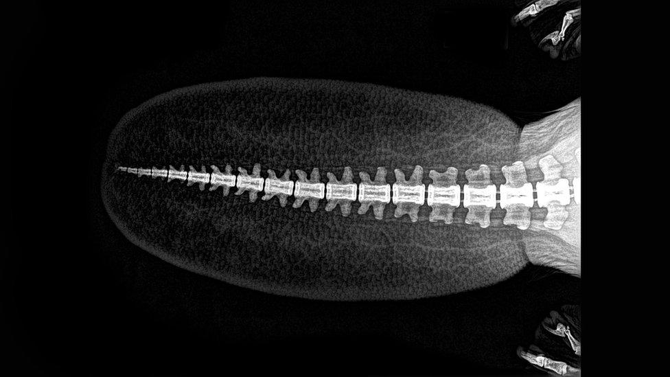 X-ray of beaver's tail