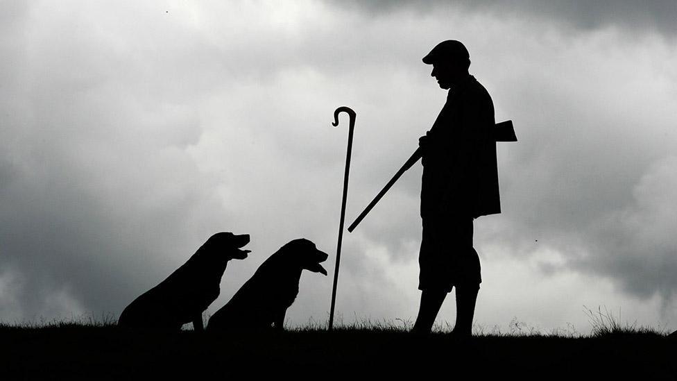 A black and white image of two Labradors sitting in front of a man wearing a cap, dressed in plus-fours and carrying a gun.