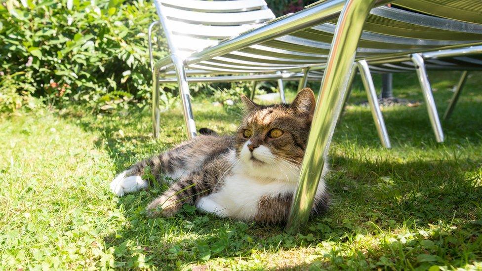 cat sitting under sunlounger in the share