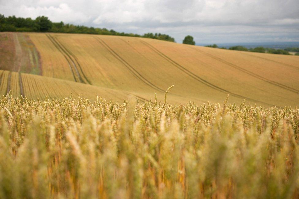 Field with crops