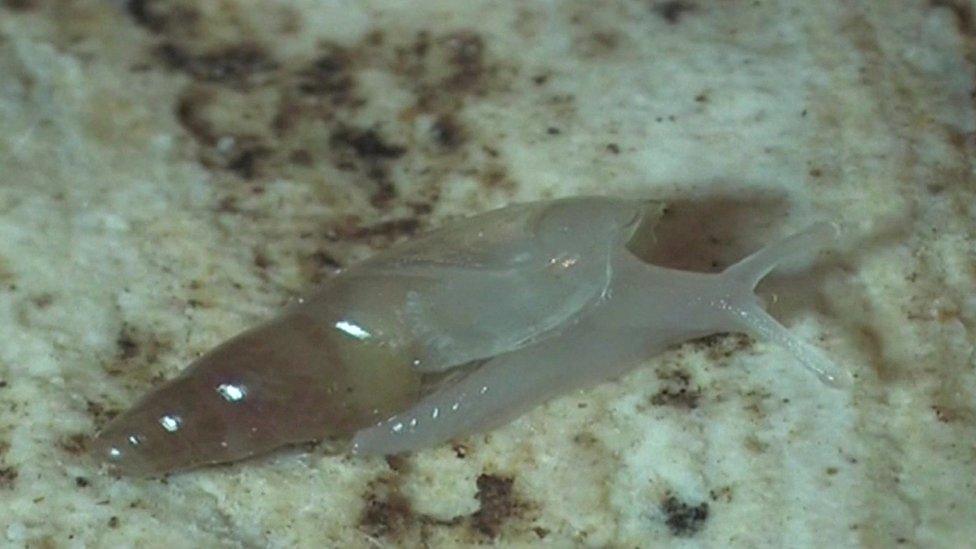 Translucent snail