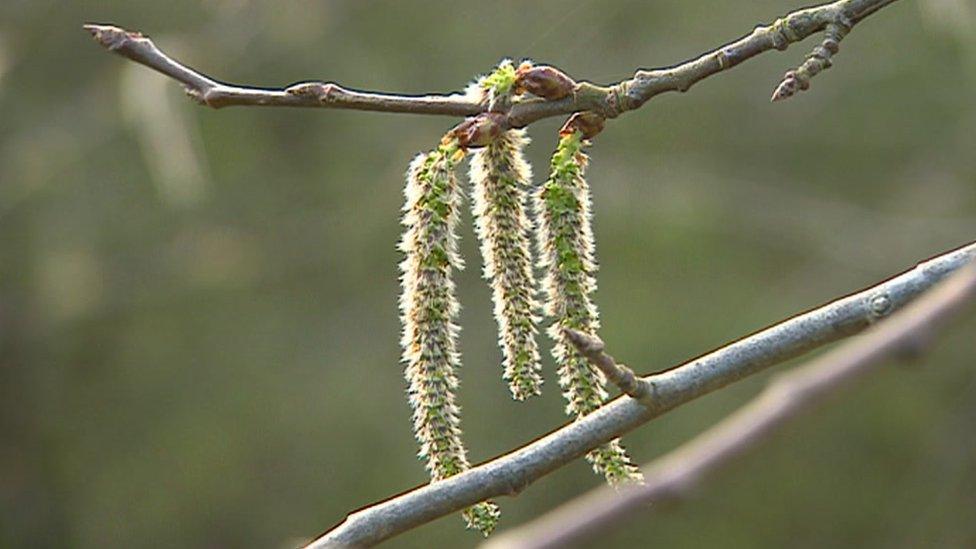 Aspen flowers form as catkins