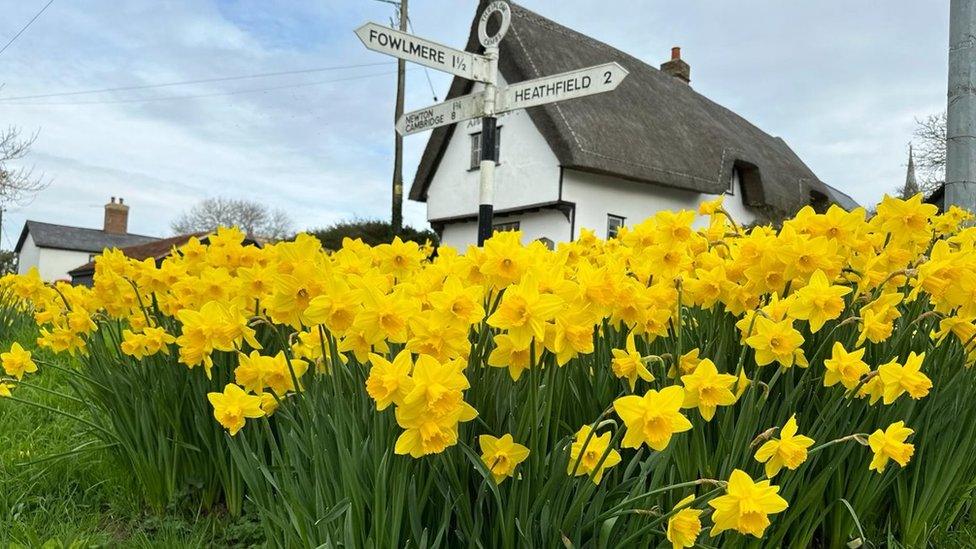 Dutch Master daffodils in Thriplow