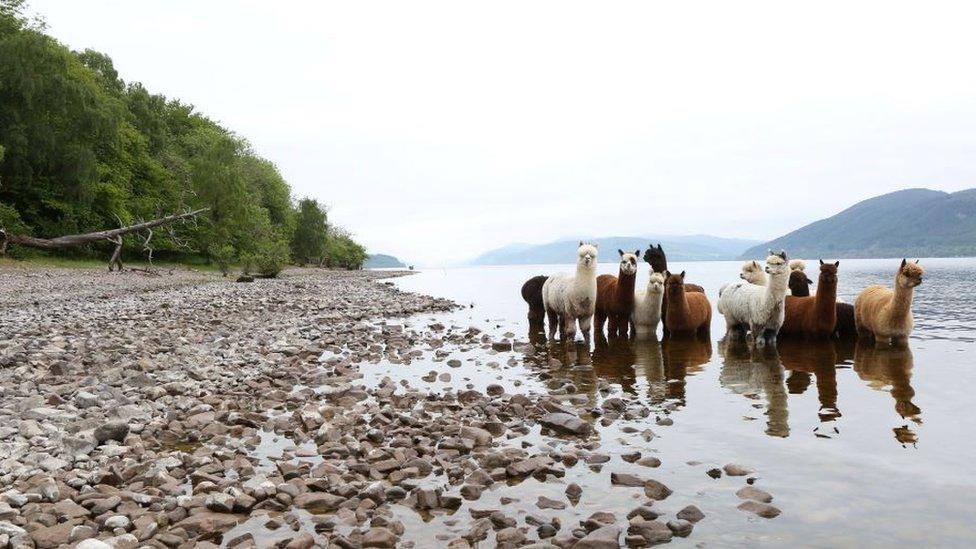 Alpacas cooling off in Loch Ness