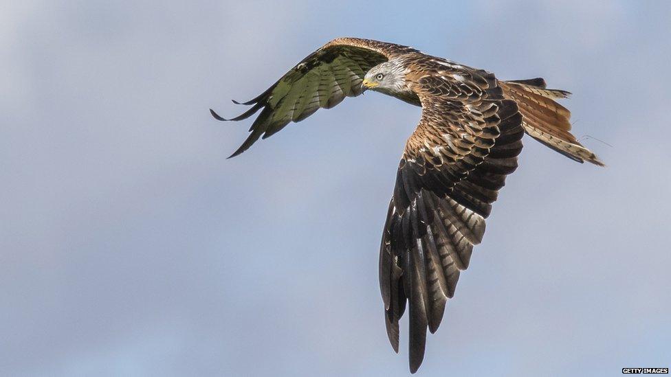 Red kite in flight