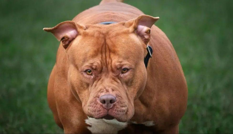 XL bully breed dog (stock image)