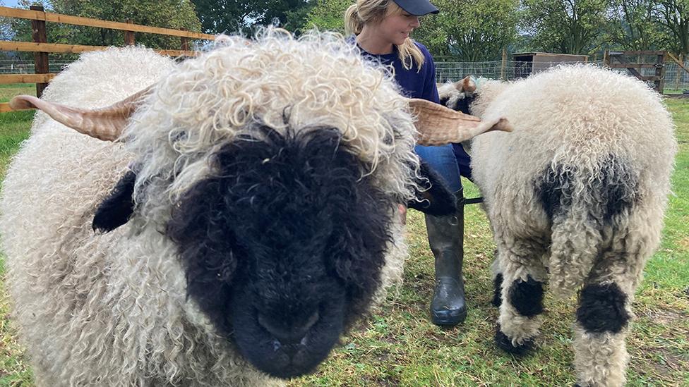 Sheep in close up