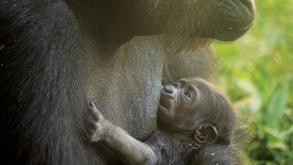 The unnamed baby gorilla pictured with its mother.