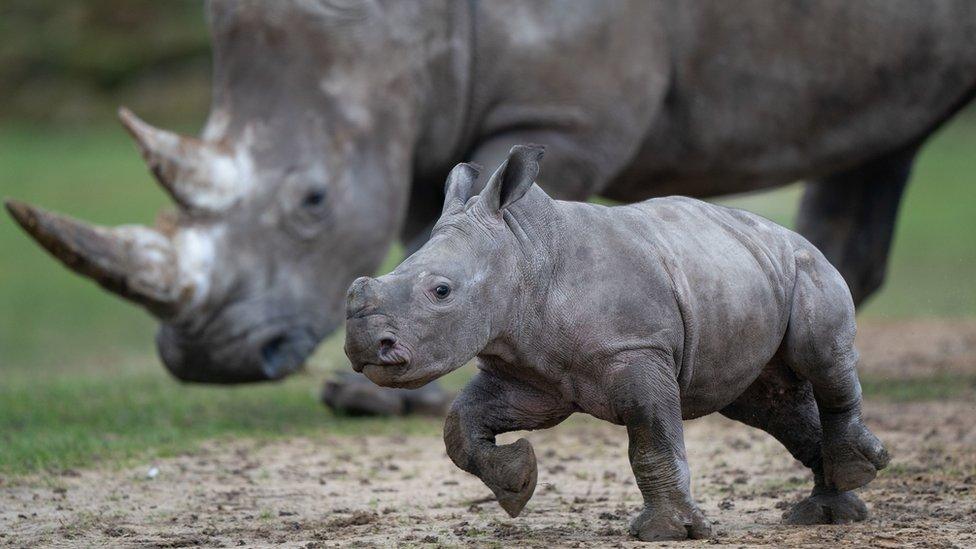 Rhino calf