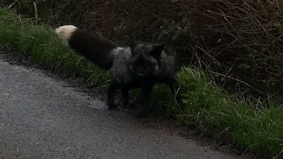 Black fox spotted by Karm Singh