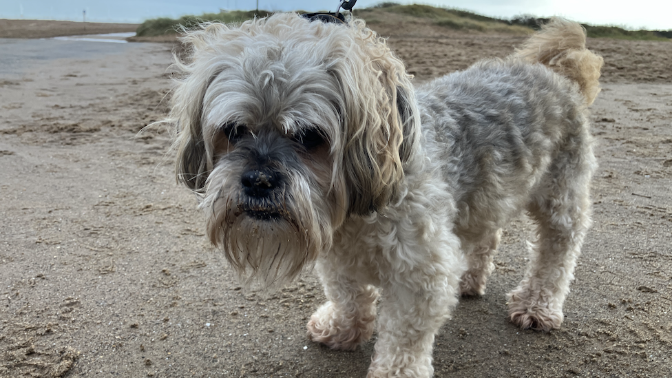 A dog on a beach