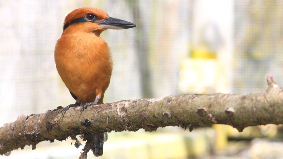 Guam kingfisher