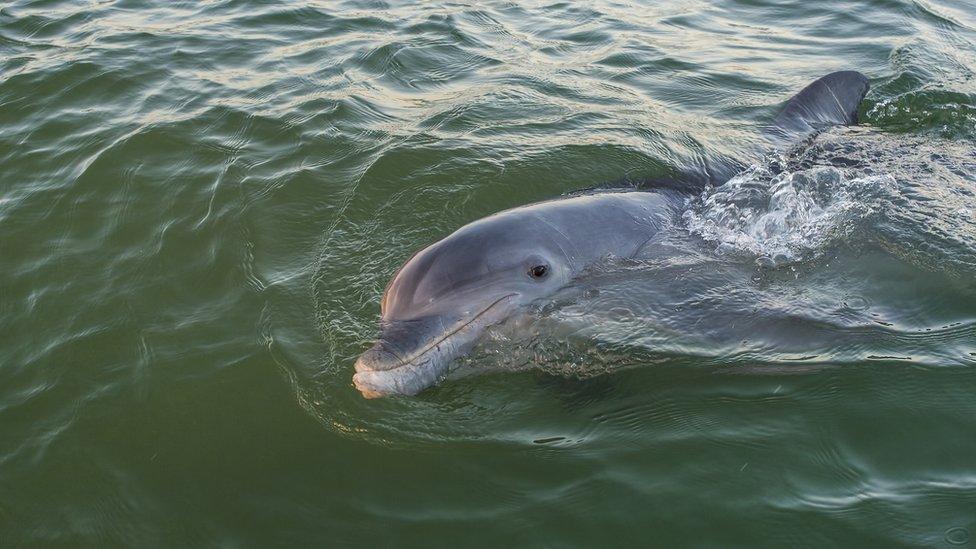 dolphin-swimming