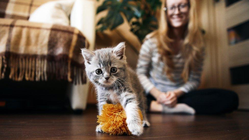 A cat and its owner playing on the floor