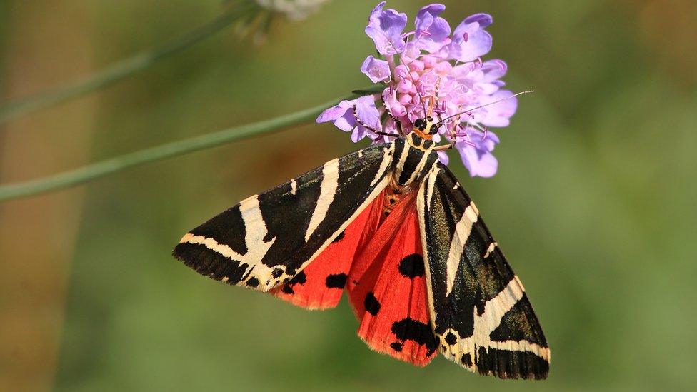 Jersey tiger moth