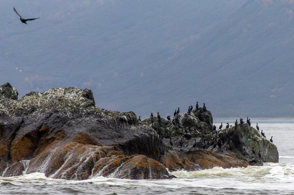 Cormorants on rocks in Avacha Bay, 5 Oct 20