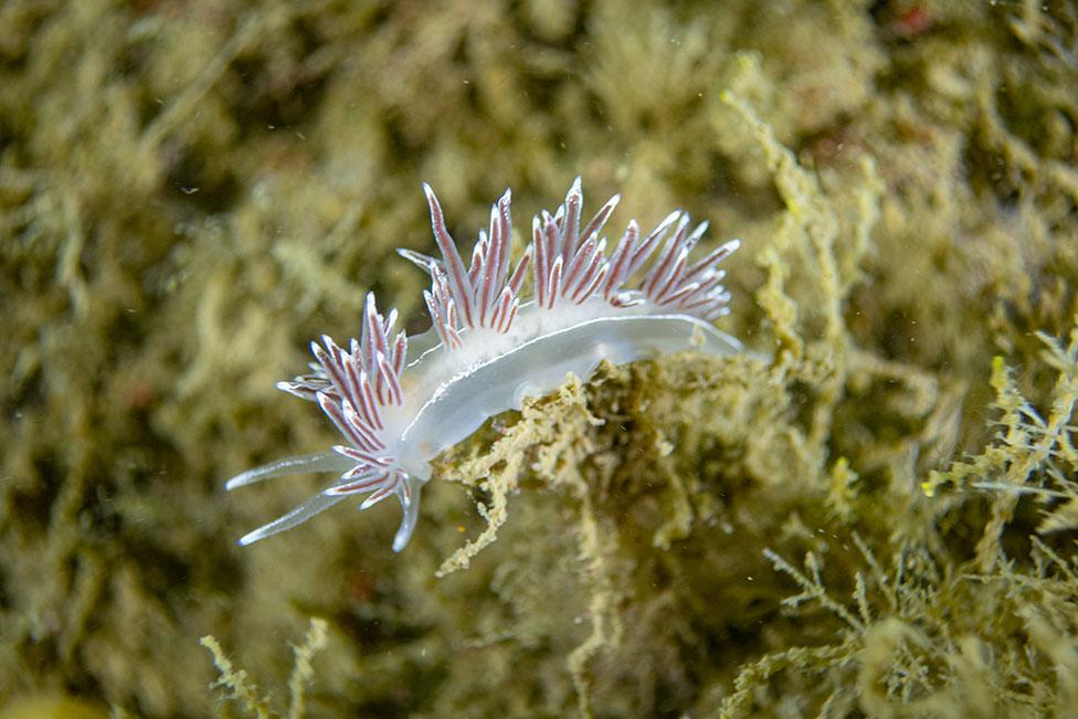 A photo of a nudibranch in waters around Scotland